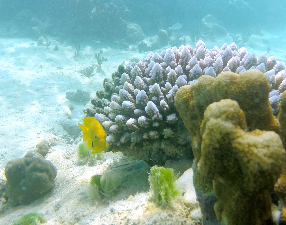 Cerf Island 4*
